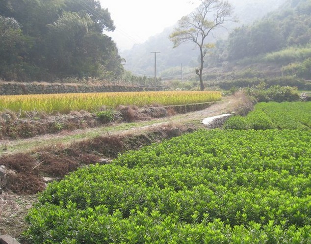 大嶺背古道