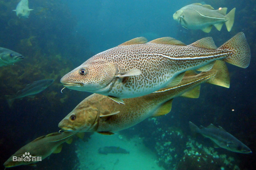 底棲魚類