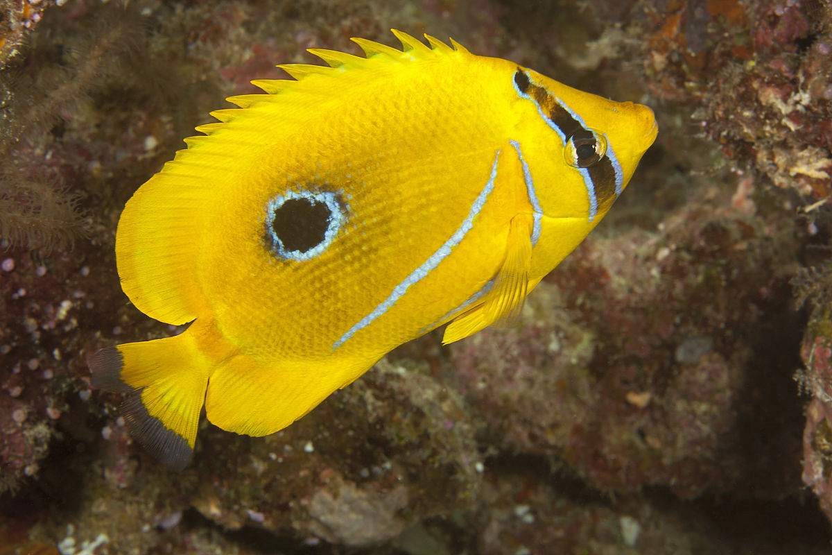 本氏蝴蝶魚