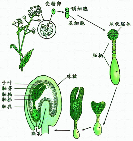 胚根鞘