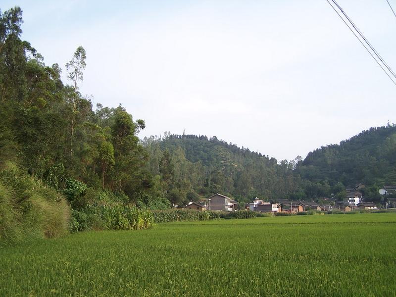 王德橋村-水稻種植