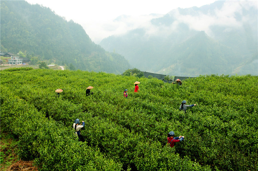 湖南省寶泰隆茶業有限公司