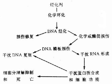 芥子氣王牌