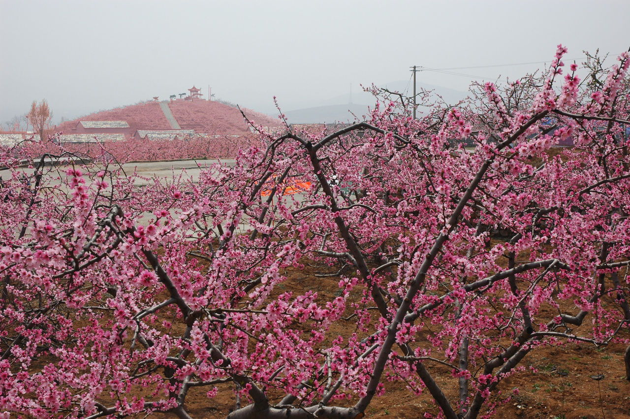 杏山子村