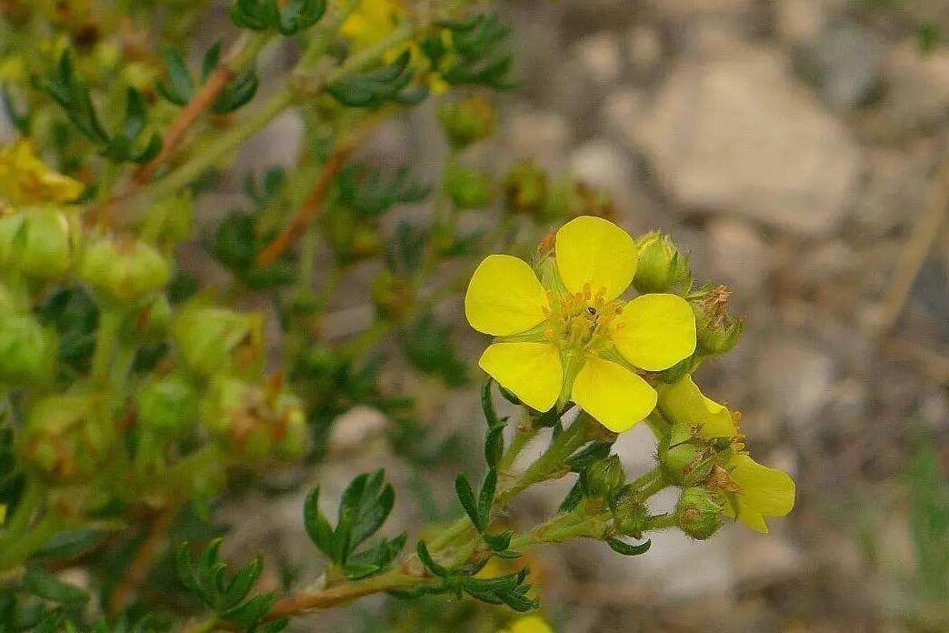 釘柱委陵菜（原變種）