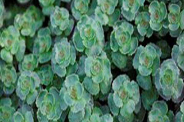 Sedum spurium \x27John Creech\x27