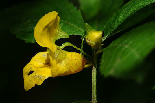 糙毛鳳仙花