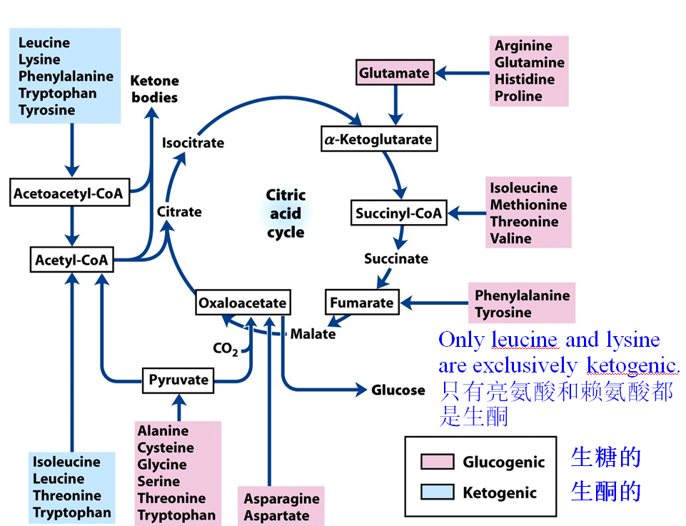 生酮胺基酸