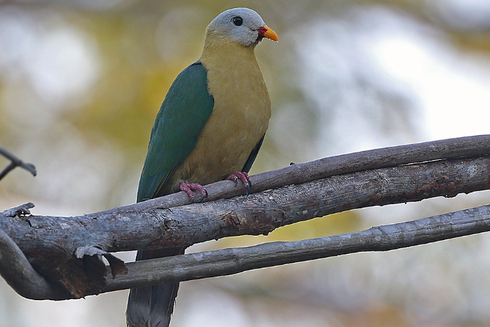 蘇拉果鳩