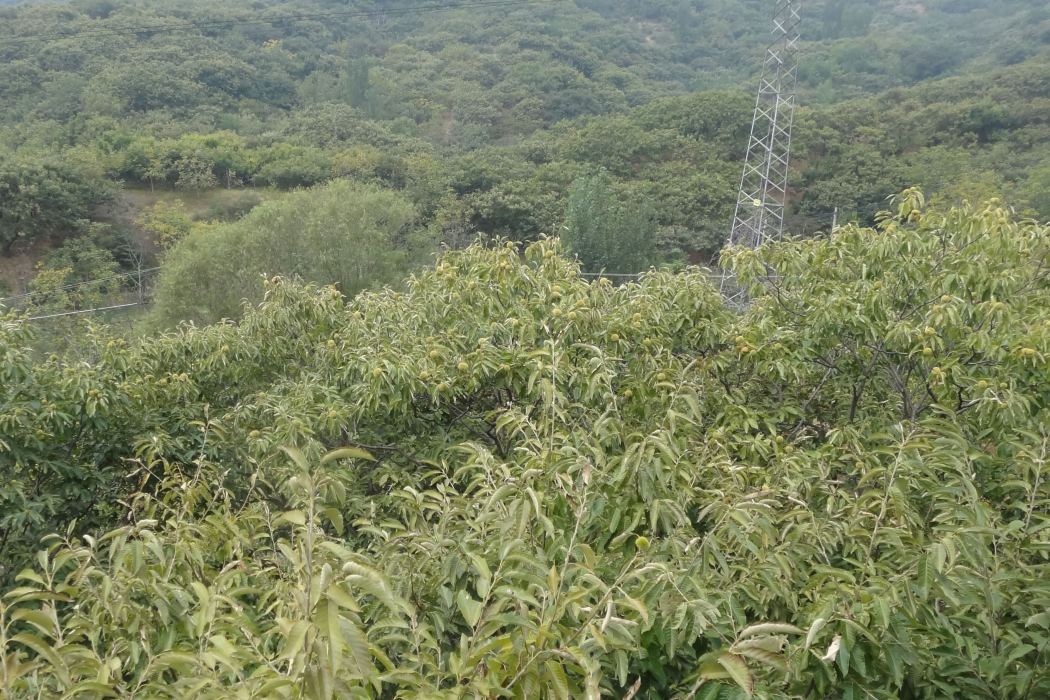 魏進河國家板栗良種基地