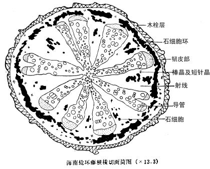 海南輪環藤