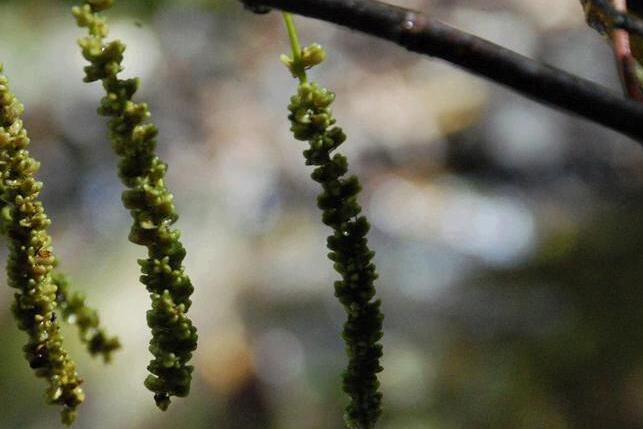 水青樹甘肅白水江群體26