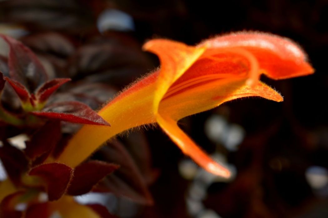 鯨魚花屬