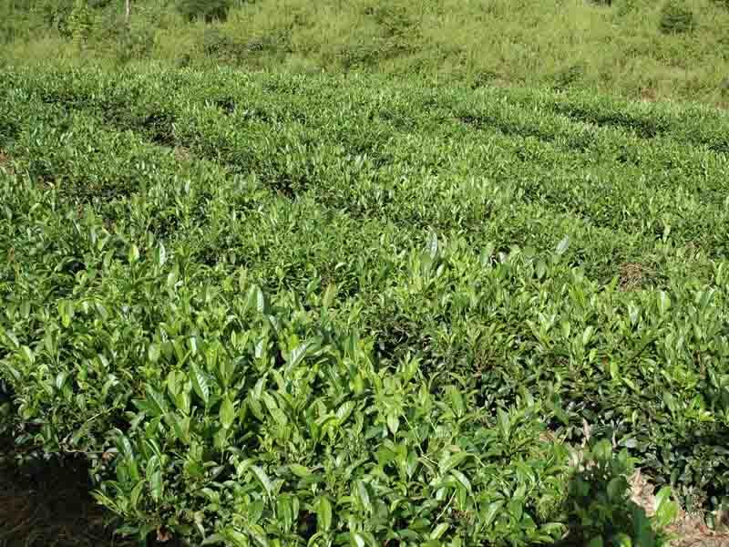 景東寨村經濟產業-茶葉