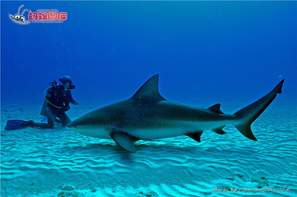 對決大鯊魚