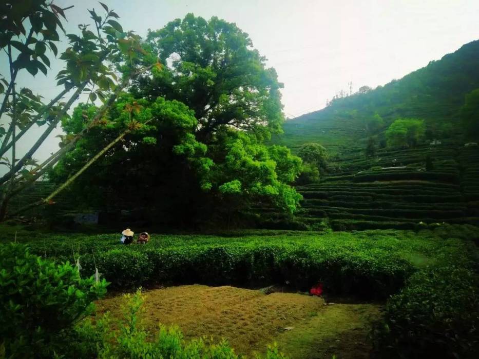 龍門坎村