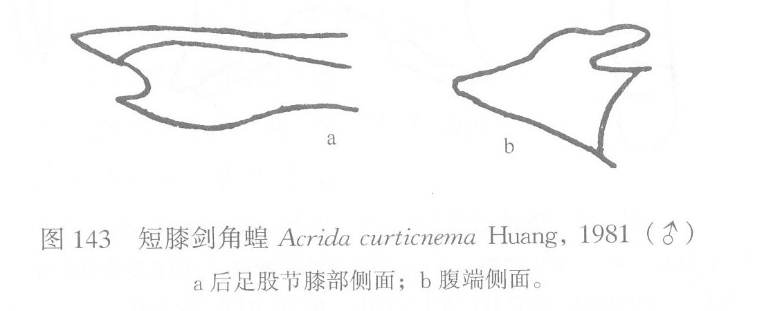 短膝劍角蝗