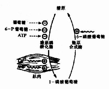 糖原(糖元)