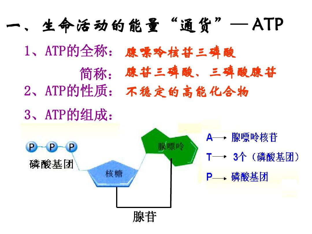 腺嘌呤核苷三磷酸(atp（腺嘌呤核苷三磷酸）)