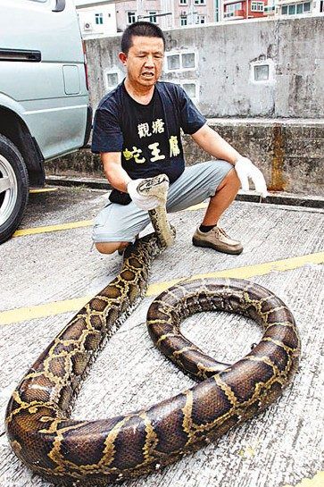 120歲巨蟒被擒