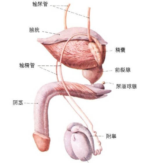 輸精管介入