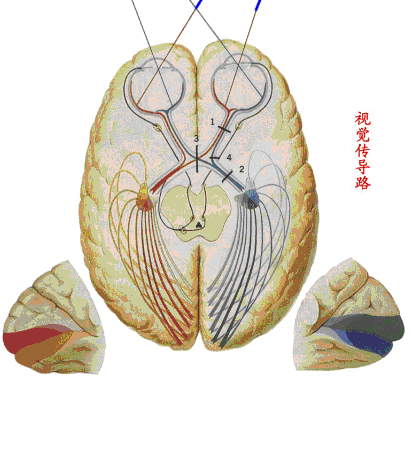 視覺傳導圖