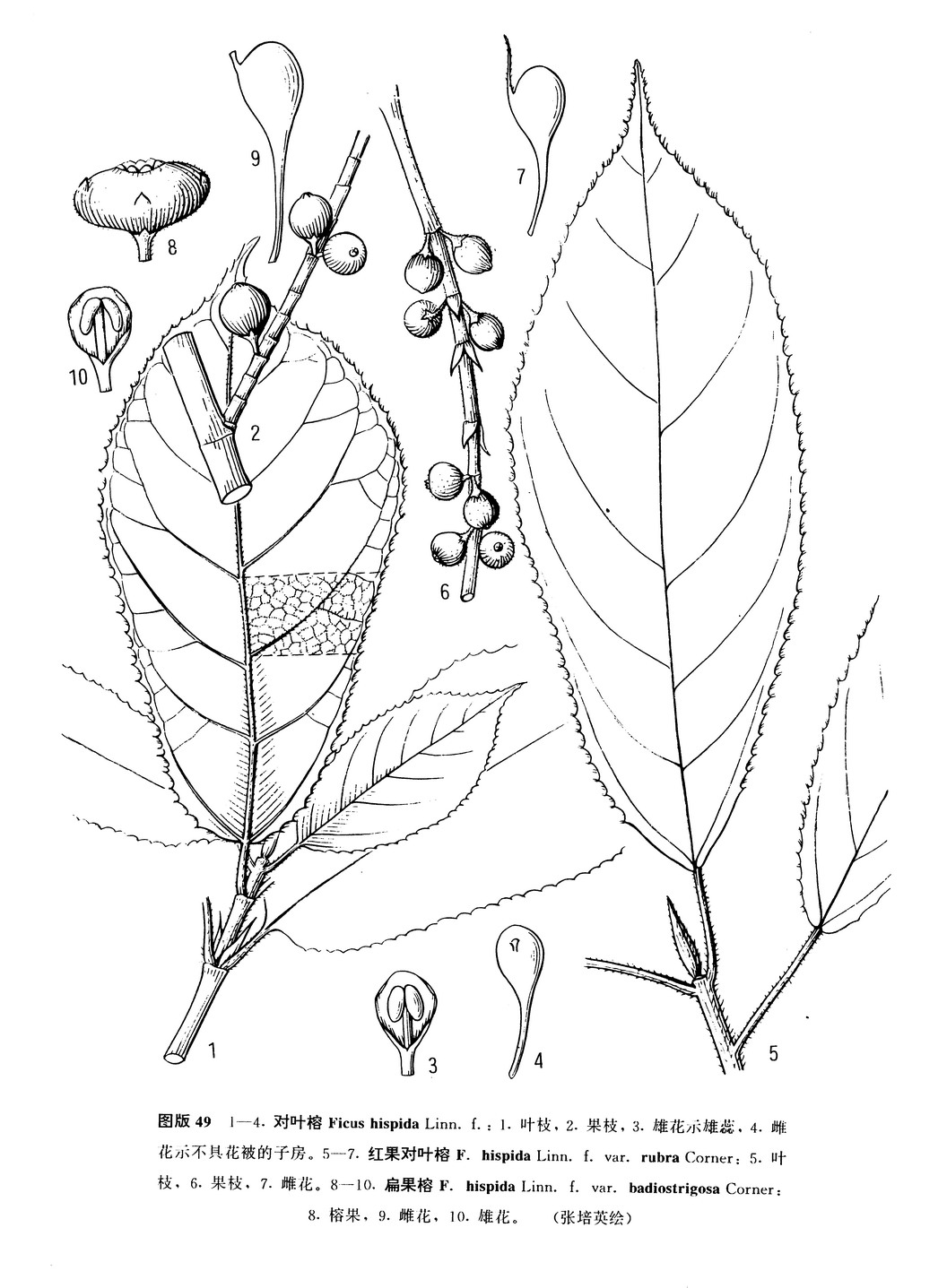 扁果榕（變種）