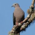 黑背皇鳩