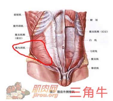 腹壁間層疝