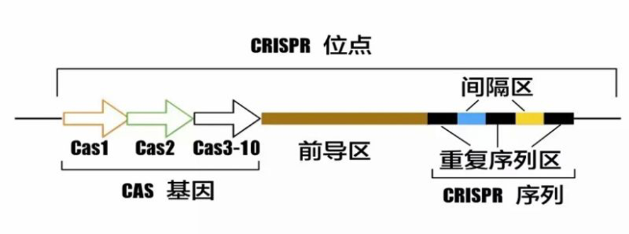 基因編輯(基因組編輯)