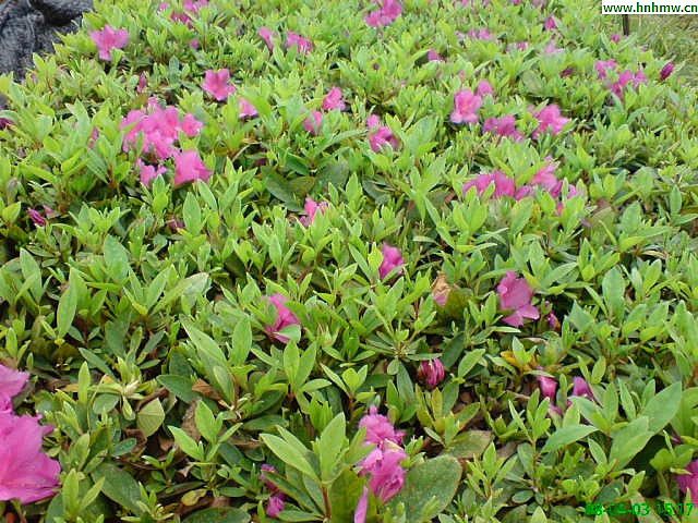 剛毛馬銀花（變種）