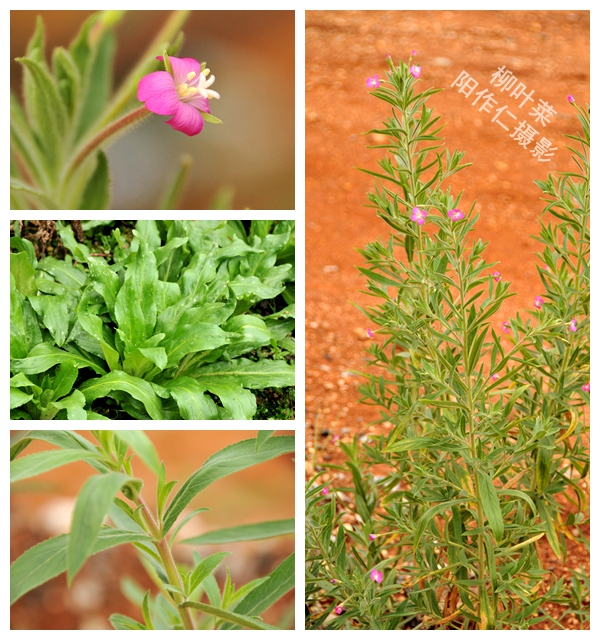 柳葉菜(柳葉菜科柳葉菜屬植物)