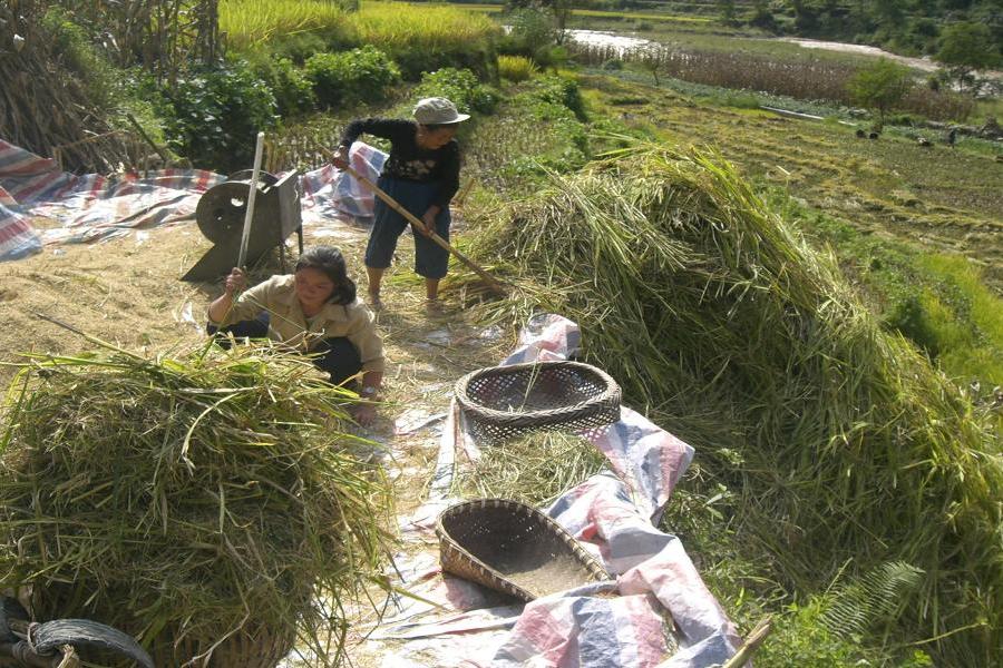 悅樂村