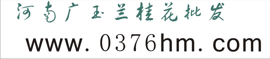 河南廣玉蘭桂花批發