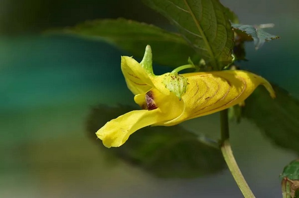 齒萼鳳仙花