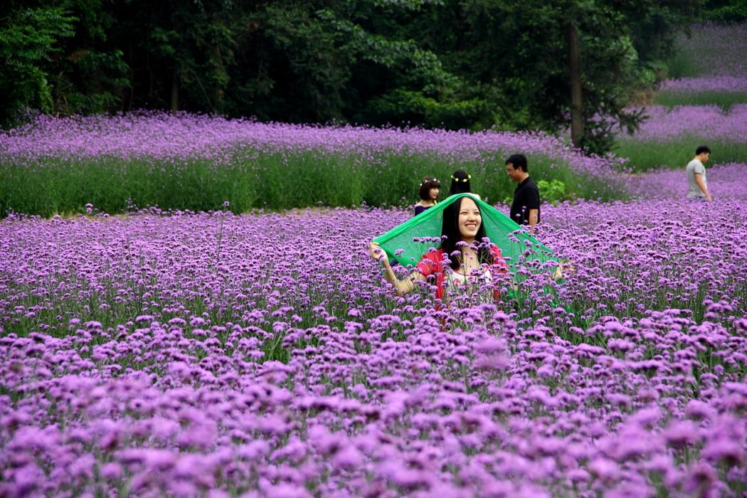 紫色的花海(詩歌)