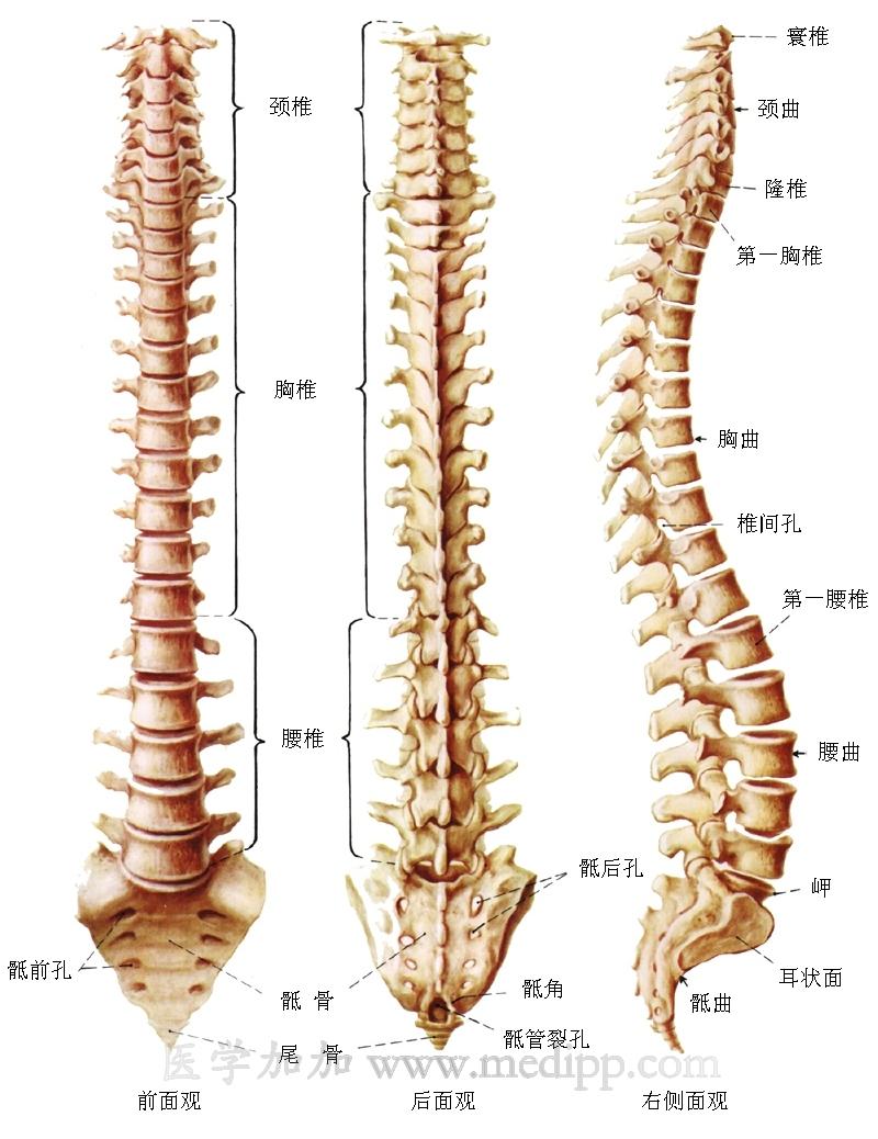 奇異東生魚