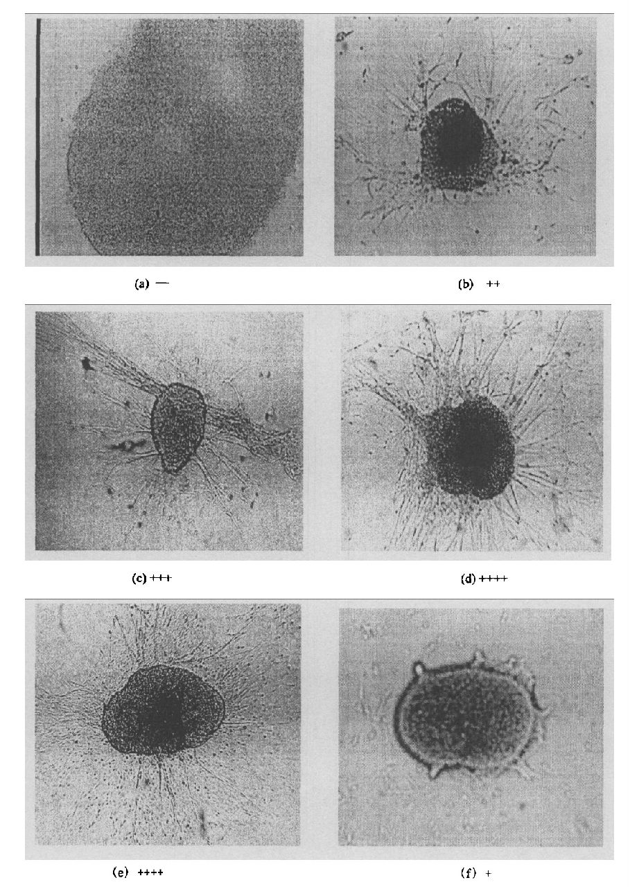 雞胚背根神經節法測定NGF生物活性