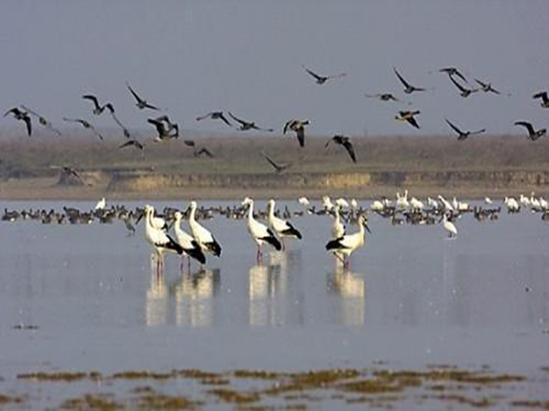 中華人民共和國政府和日本國政府保護候鳥及其棲息環境協定