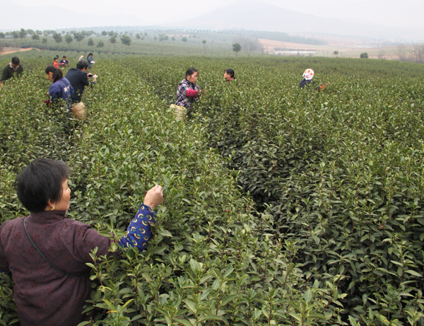 含山縣含眉生態茶葉有限公司