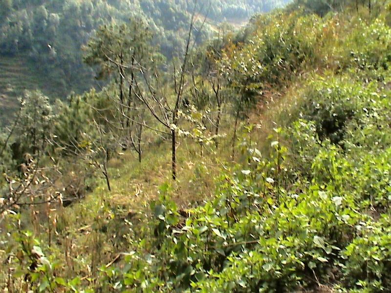 挖溝河村山地