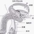 陰囊潮濕有異味