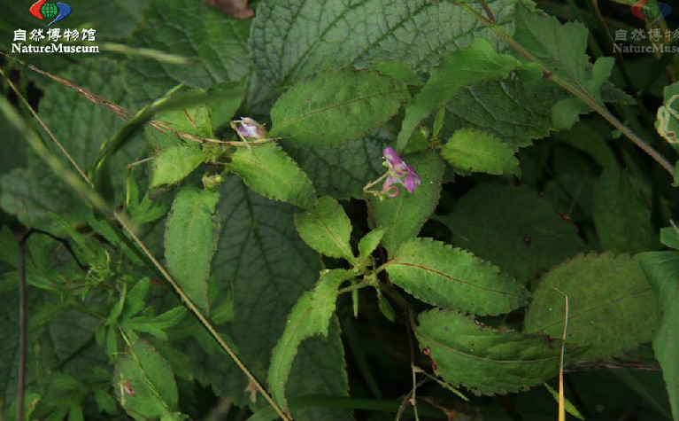 念珠鳳仙花