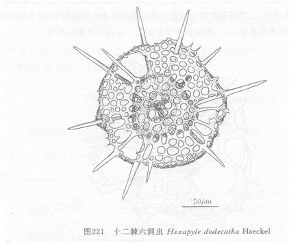 線描圖:十二棘六洞蟲