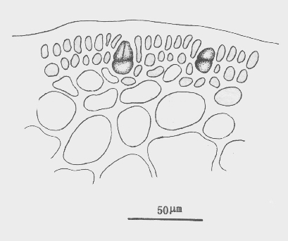 單瘤蘺生藻的四分孢子囊切面觀