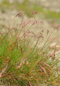 曲芒發草 Deschampsia flexuosa