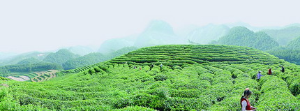 午子翠柏茶園