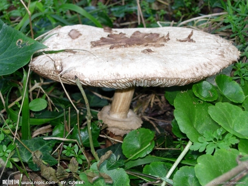 真菌(一種真核生物)