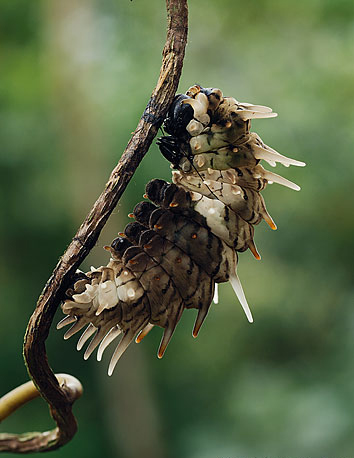 翠葉紅頸鳳蝶(幼蟲)