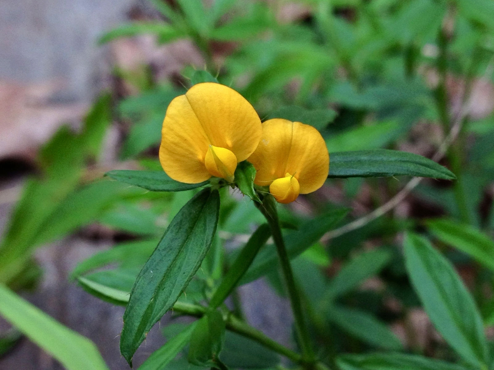 蓋亞那筆花豆